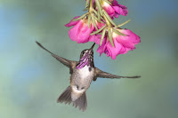 Hummingbirds Pictures