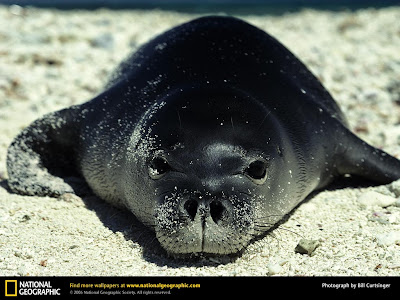 Cute Seal Seen On www.coolpicturegallery.us