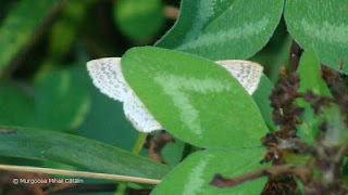 Scopula (Calothysanis) floslactata DSC165904