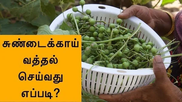 சுண்டைக்காய் வத்தல் செய்வது எப்படி?