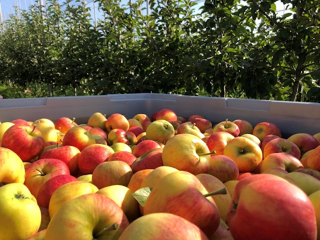 Comienza la temporada de las manzanas europeas, famosas por su diversidad y calidad, con un aumento del 8% de la producción francesa