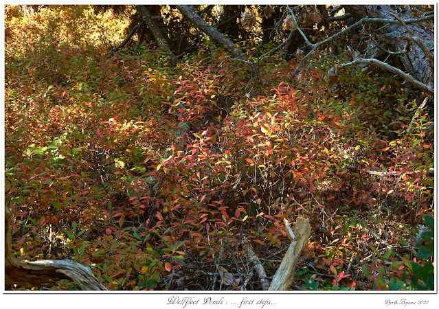 Wellfleet Ponds: ... first steps...