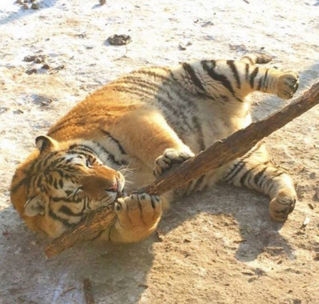 Harimau Obesiti Di China, Chubby tigers in Harbin, harimau gemuk, haiwan buas gemuk