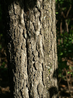 Viorne flexible - Alisier - Bourdaine - Viorne lentago - Viorne à manchettes - Viburnum lentago 