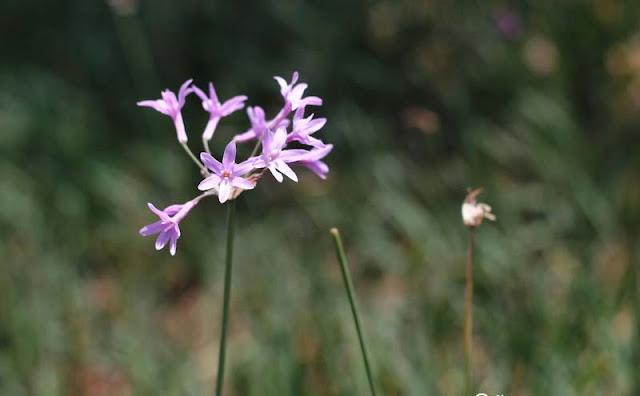 Society Garlic Flowers Pictures