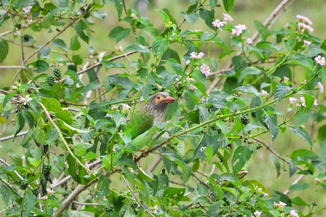 Brown-headed Barbet or Large Green Barbet (Megalaima zeylanica) at Muzaffarpur,Bihar,India