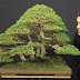 Tips Sukses Budidaya Bonsai Pinus