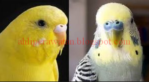 Ciri Fisik Lovebird Jantan Berkualitas super, Ciri-ciri burung lovebird yang berkualitas bagus, Tips Memilih Burung LoveBird yang bagus | Burung Master