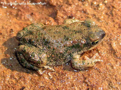 Indus Valley Baby Toad