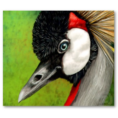 South African Crowned Crane Picture