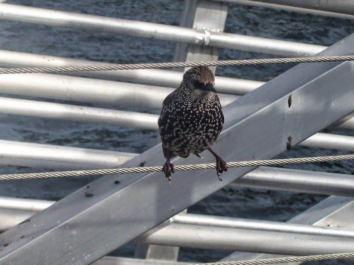 Bird standing on a wire fence