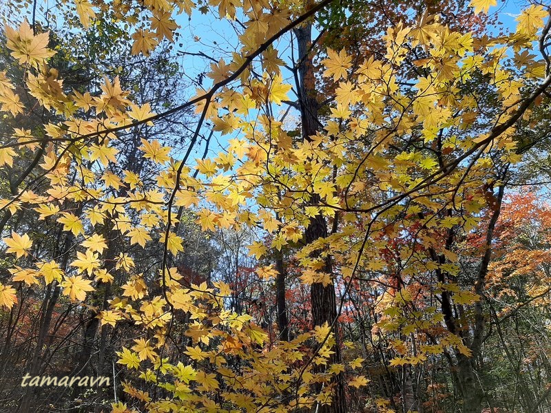 Клён ложнозибольдов (Acer pseudosieboldianum)