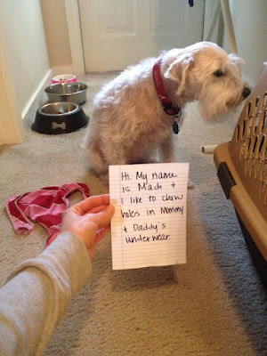 Funny Dog Shaming : sorry about your underwear