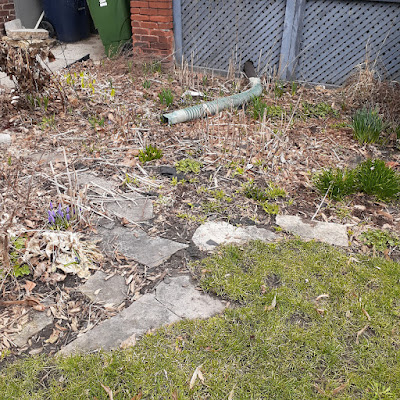 Toronto Parkdale Spring Cleanup Before by Paul Jung Gardening Services--a Toronto Gardening Company