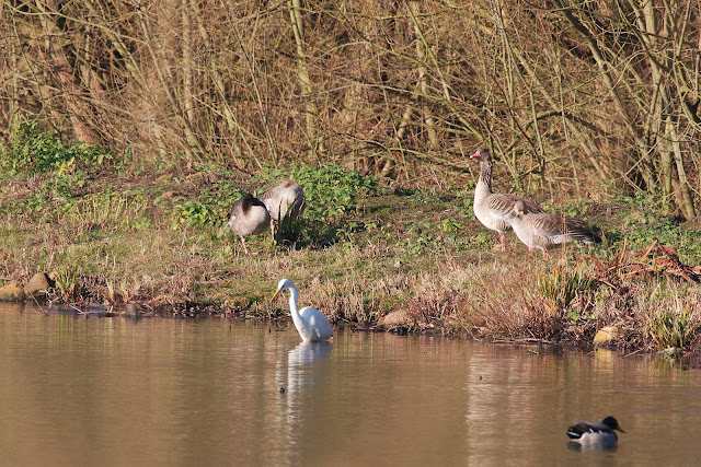 Silberreiher steht im Wasser