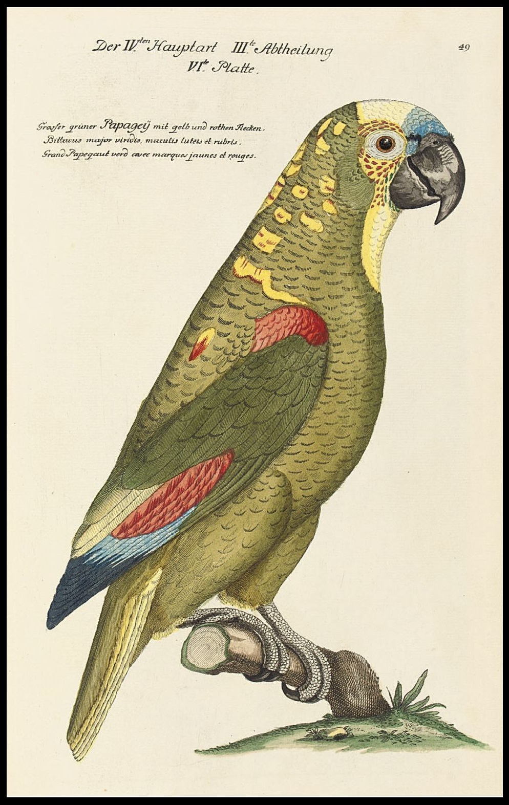 green parrot hand coloured engraving