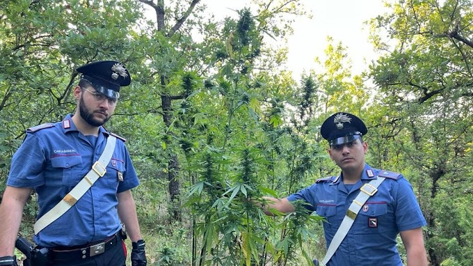 Parma, individuata piantagione di marjuana: un arresto