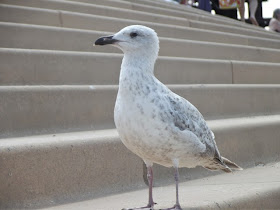 Young seagull Blackpool