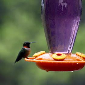 male ruby-throated hummingbird, mid-May