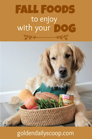 five healthy foods that are safe for dogs