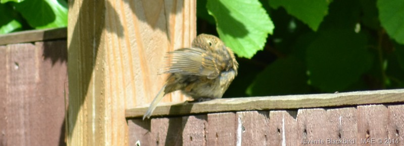 2014-07-06 Summer Visitors 002