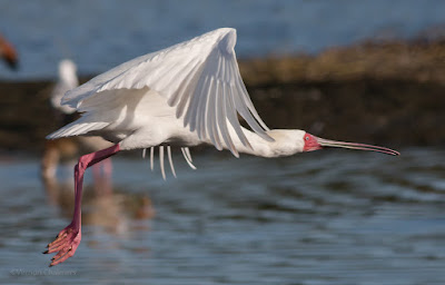 Spoonbill Woodbridge Island (Canon EOS 70D / 400mm lens) 02