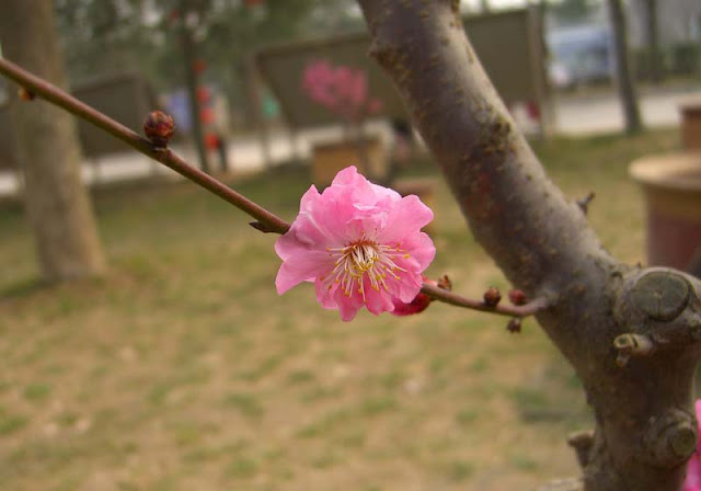 Plum Flowers