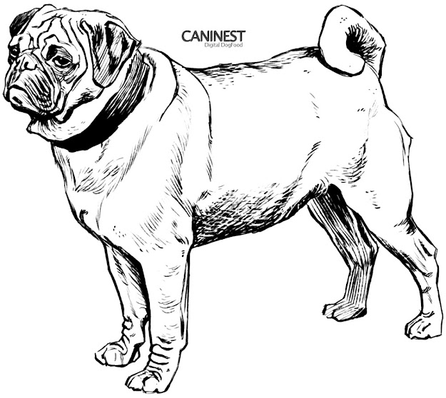 Coloring Pages Of Realistic Dogs Printable