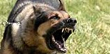 Risk_Management_Group_Dogs2