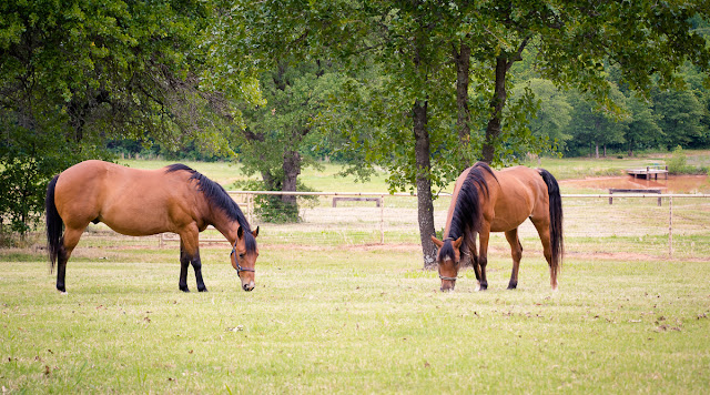  If there’s one thing we all know for certain—it’s that change is inevitable.  Many of life’s changes happen naturally, such as a high school graduation.  But sometimes, change can be completely unforeseen…like a job transfer.  The upheaval in this family’s life spurred their desire to preserve memories of their children growing up on their small acreage outside of town in Norman, Oklahoma, before kids are off to college, and parents move to Florida.                 Kathy’s wish was to capture pictures of the family together, for one last time, before daughter, Angela, graduates from high school and pursues a degree in bio engineering at OU.  Son, Joseph, is in medical school.  Kathy’s mom came in from Arizona for the graduation.     She also wanted some shots of the land they’ve grown to love, as well as their animals, who, of course, are considered “part of the family.”   Each of the horses were adopted, as well as the donkey…one horse from a neglectful breeder, and the other two from Blaze’s Tribute Equine Rescue.               As you can tell, this whole family is talented, energetic, creative, and knows how to have fun with each other!  It was an absolute pleasure to be able to capture some memories as life “opens new doors” for each of them.  