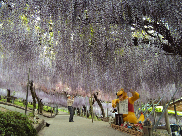 O fantástico túnel de flores Glicínias