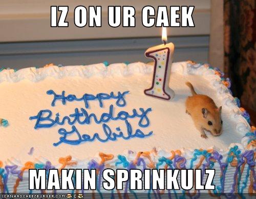 funny birthday dog pictures. funny birthday dog pictures.