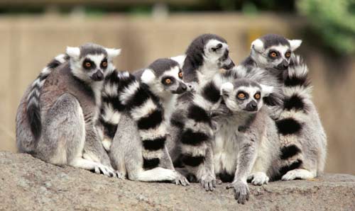 lemurs pics