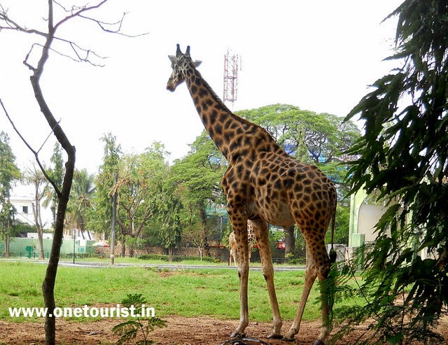 Zoo in mysore , timing , photos 