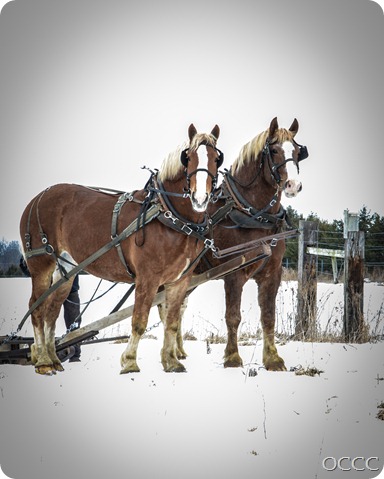 BELGIAN HORSES 2013 (4)