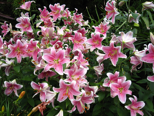 Monocotyledones - flowers