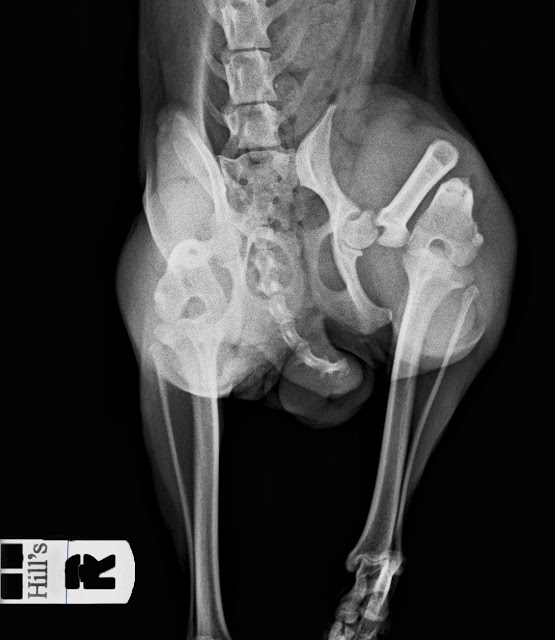 fractura cuello femur perro