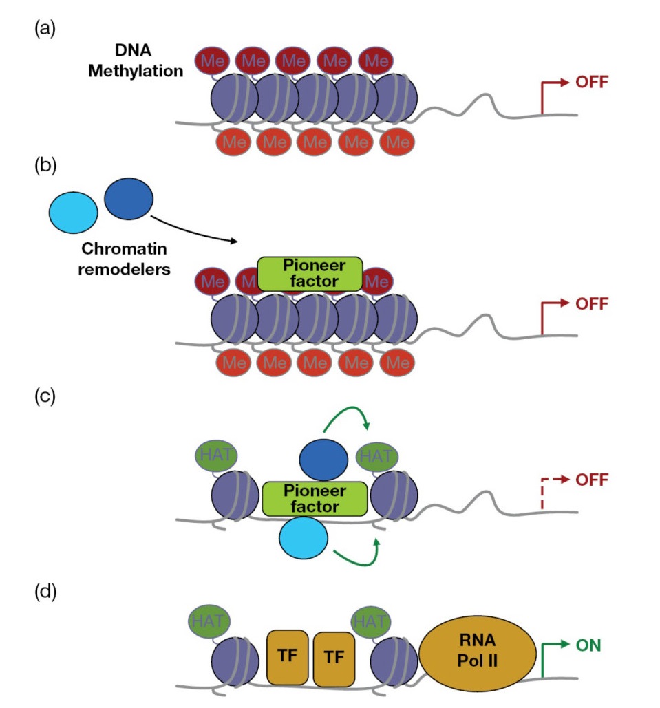 Pioneer” factors can establish an enhancer landscape to facilitate gene expression