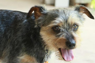 Bentley - Yorkie mix