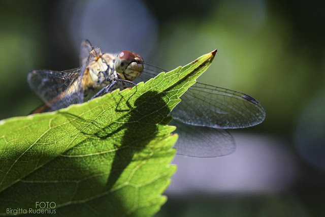 Miss Awesome Dragonfly - MACRO