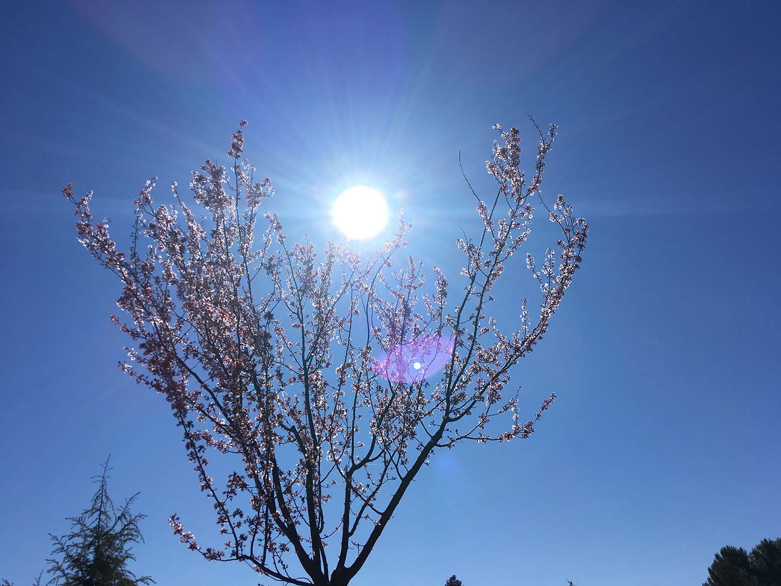 Sol tras el Prunus. Marzo 2021, Yecla