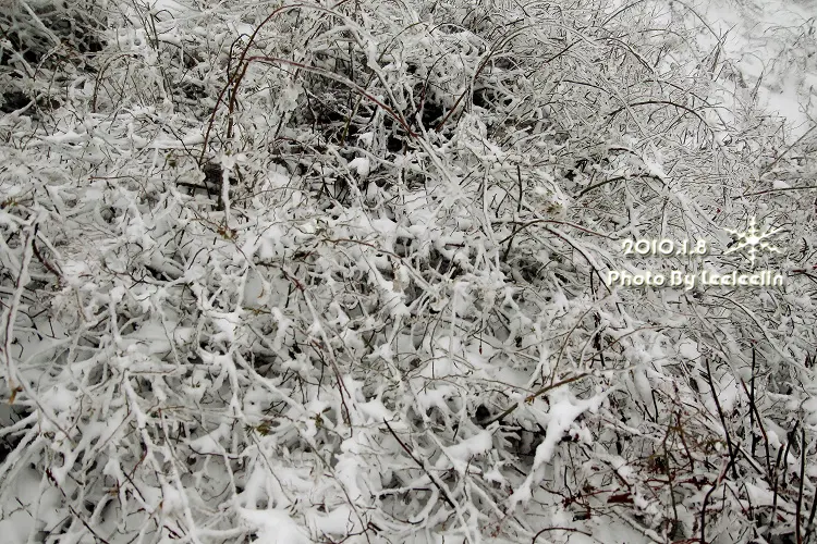 南投合歡山下雪