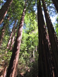 HikingthroughMuirWoods-34-2012-04-15-15-39.jpg