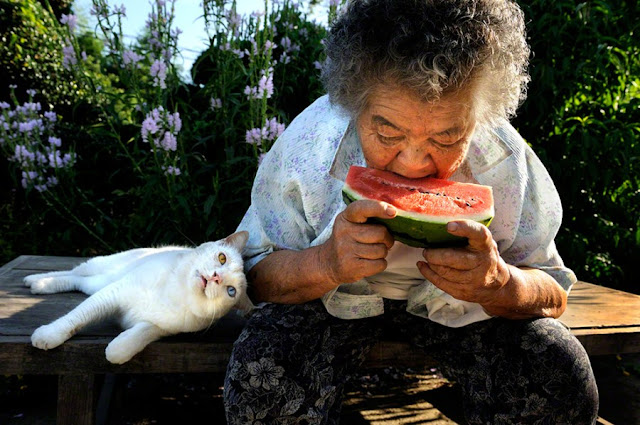 A grandma and her cat are best friends, Misa and Fukumaru, odd eyed cat