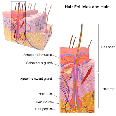 arrector pili muscle of hair, arrector pili muscle of hair follicles