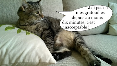 Gros chat gris sur le canapé réclame des gratouilles.