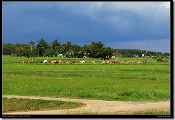 Bujang Paddyfield4