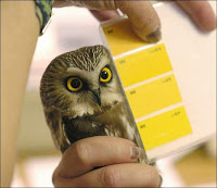 Saw-whet Owl Banding