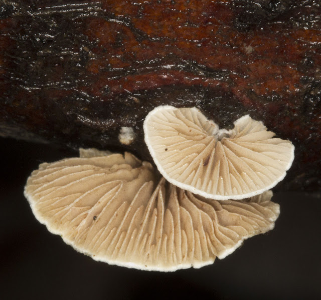 Fungus, Crepidotus species, probably mollis, growing on a rotting fallen branch.  This fungus is quite soft.  Near Leaves Green, 3 December 2011.