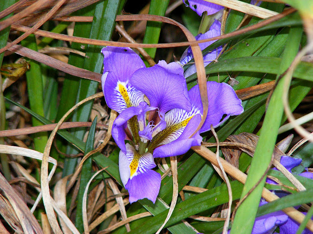 Iris unguicularis. Photographed by Susan from Loire Valley Time Travel. https://tourtheloire.com